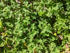Oxalis pes-caprae