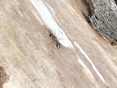 Camponotus subbarbatus