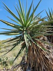 Yucca faxoniana