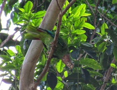 Amazona collaria