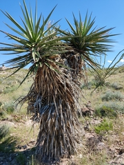 Yucca faxoniana