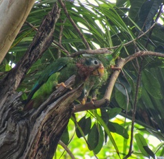 Amazona collaria