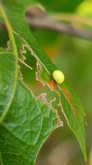 Zopheroteras hubbardi