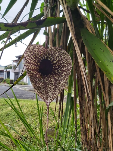 Aristolochia grandiflora, photograph 6