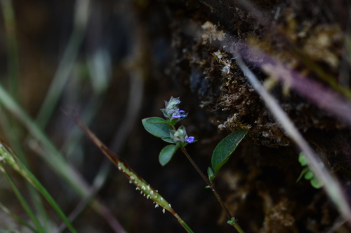 Rungia pectinata, photograph 4
