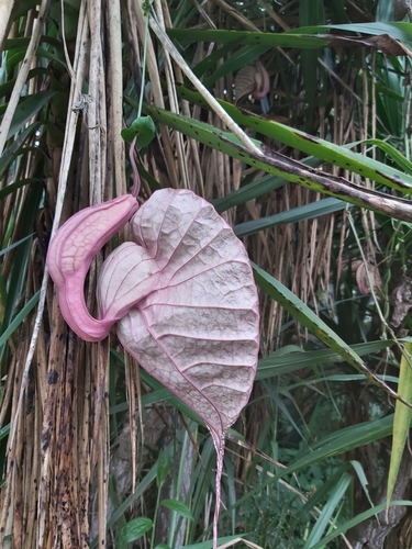 Image of Aristolochia grandiflora by (c) Jake Rehage, some rights reserved (CC BY)