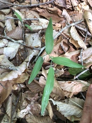 Polygonatum biflorum biflorum