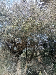 Olea europaea europaea