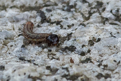 Lepidoptera