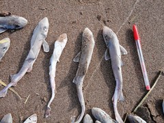 Narrownose Smoothhound photo 2