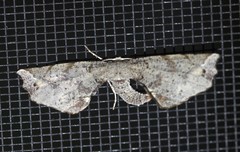 Parepisparis excusata