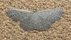 Scopula sublinearia