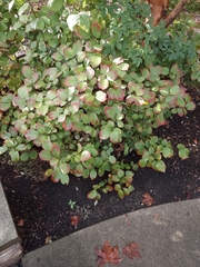 Fothergilla ×intermedia