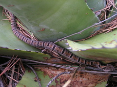 Crotalus morulus
