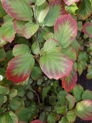 Fothergilla ×intermedia