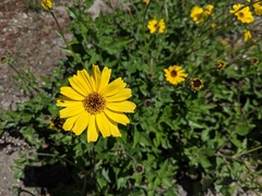 Encelia californica