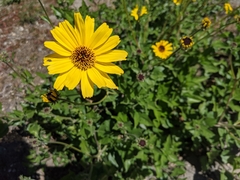 Encelia californica