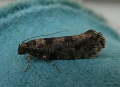 Parochmastis hilderi