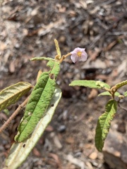 Seringia corollata