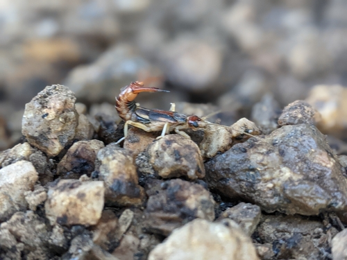 Shore Earwig photo 6