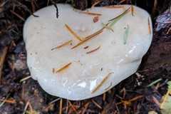 Lactarius pallescens