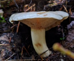 Lactarius pallescens