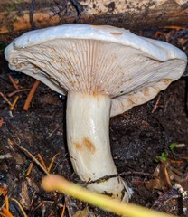 Lactarius pallescens