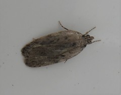 Phaeosaces compsotypa