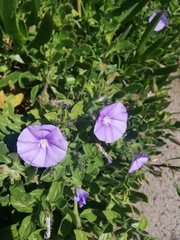 Convolvulus sabatius mauritanicus