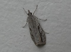 Eudonia bisinualis