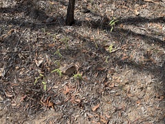 Seringia corollata