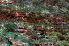 Thalassoma noronhanum