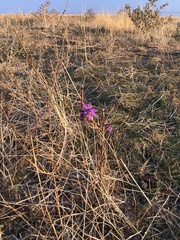 Delphinium consolida paniculatum