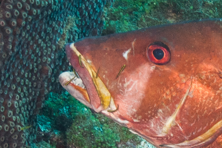 Noronha Cleaner Goby