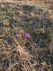 Delphinium consolida paniculatum