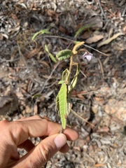 Seringia corollata