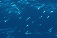 Sardina pilchardus