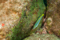 Halichoeres dimidiatus