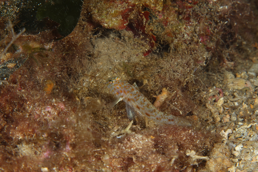 Large-scaled Goby