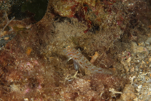 Large-scaled Goby