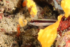 Gobius vittatus