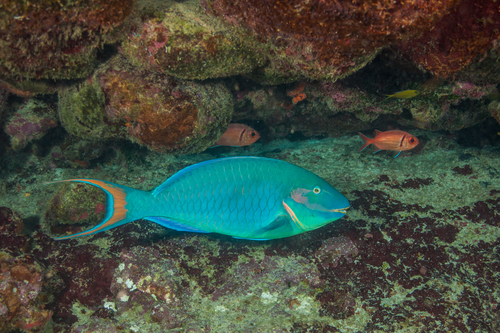 Reef Parrotfish (Sparisoma amplum) · iNaturalist