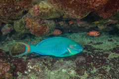 Reef Parrotfish photo 1