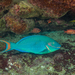 Reef Parrotfish - Photo (c) João D'Andretta, some rights reserved (CC BY), uploaded by João D'Andretta