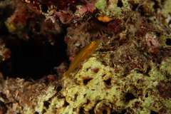 Gobius auratus