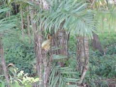 Bactris setosa