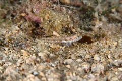Gobius roulei