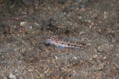 Gobius roulei