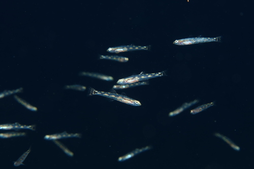 Quagga Goby