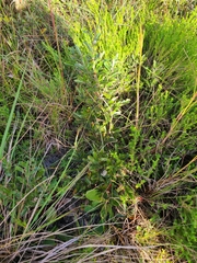 Quercus pumila